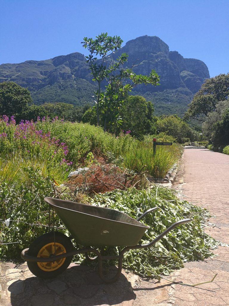 Kirstenboschin maisemia