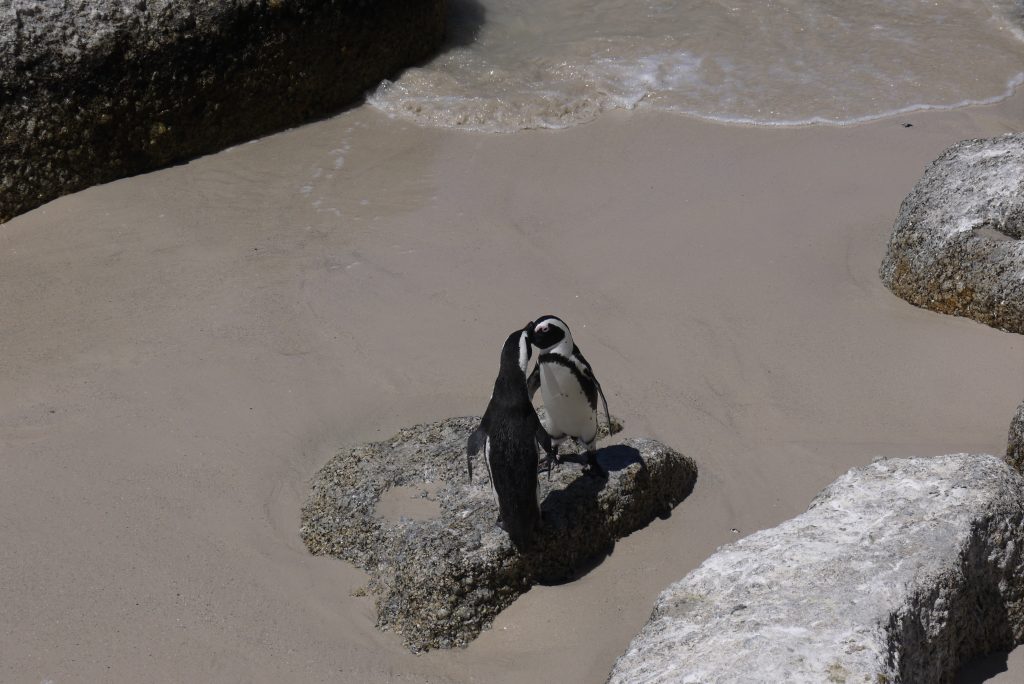 pingviinipariskunta Boulders Beachilla