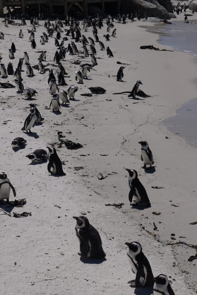 Boulders Beachilla oli paljon pingviinejä