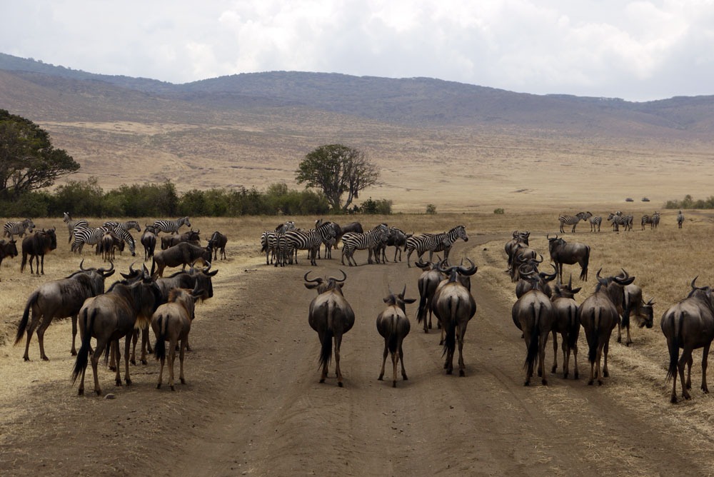 gnuita ja seeproja Ngorongoron kraaterissa tiellä