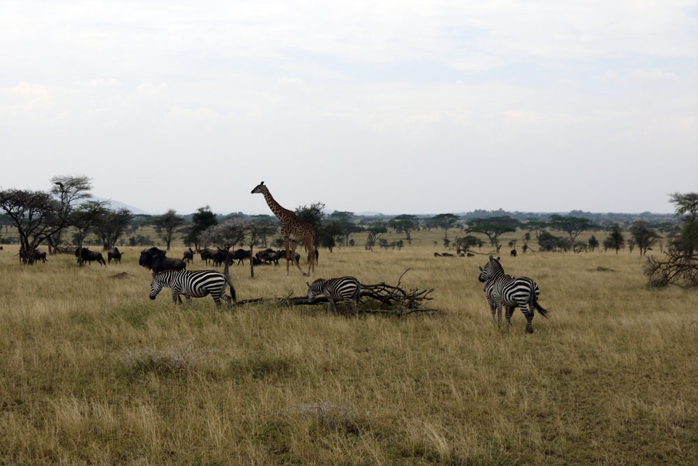 eläimiä Serengetissä