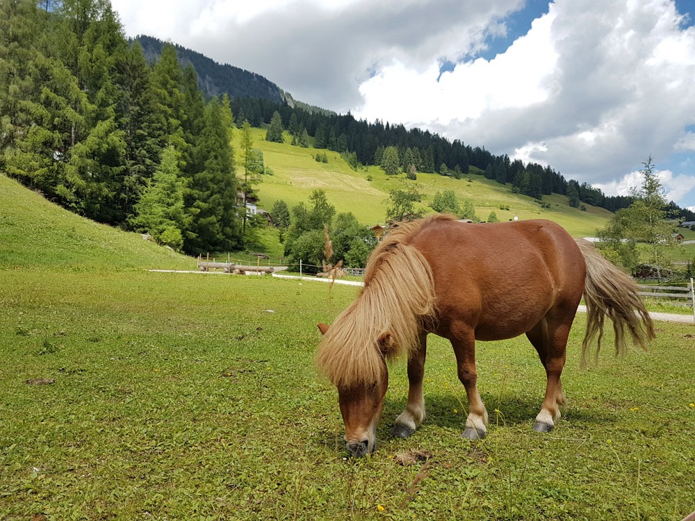Pieni hevonen Alta Badiassa Dolomiiteilla