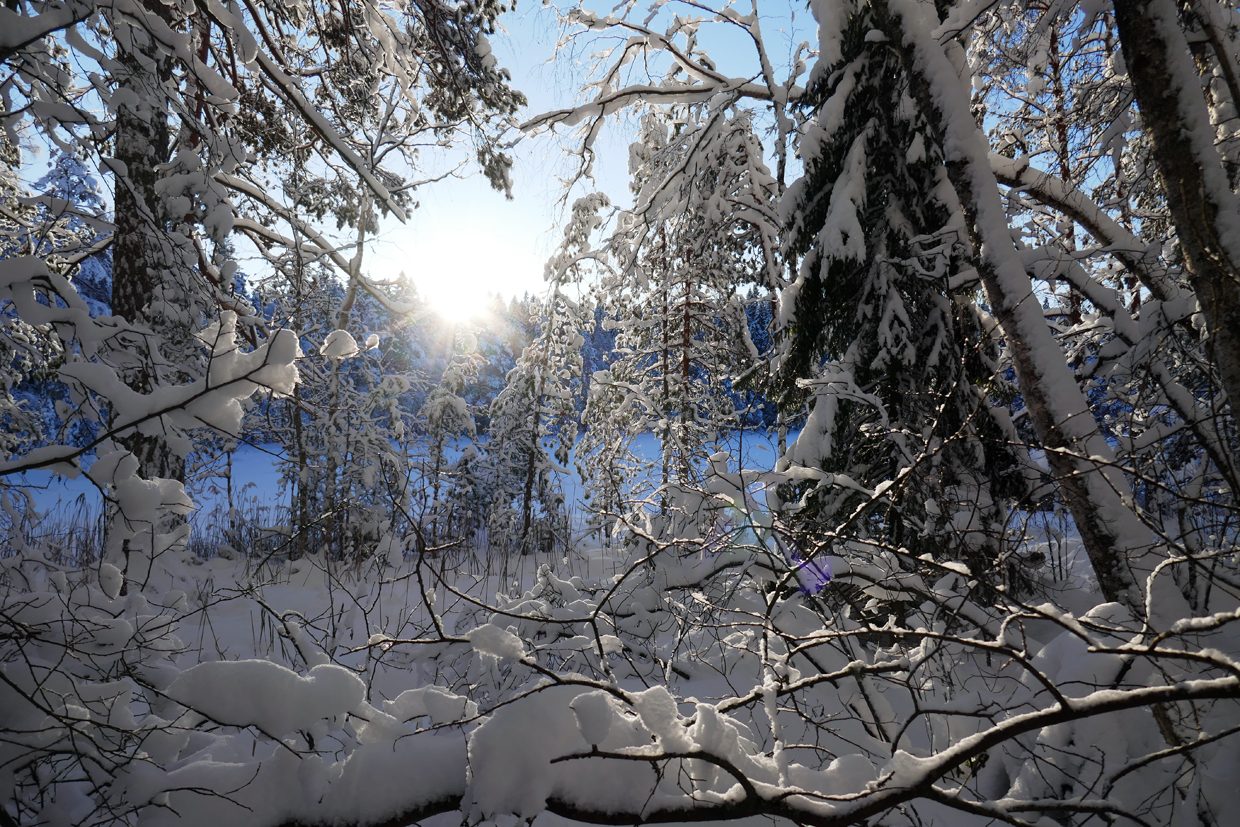 Aurinko paistoi Nuuksiossa Korpinkierroksella.