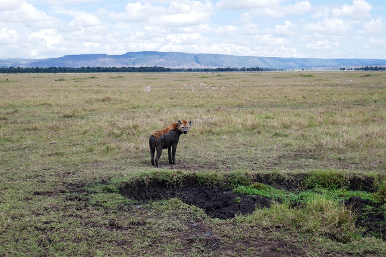 täplähyeena Masai Marassa Keniassa
