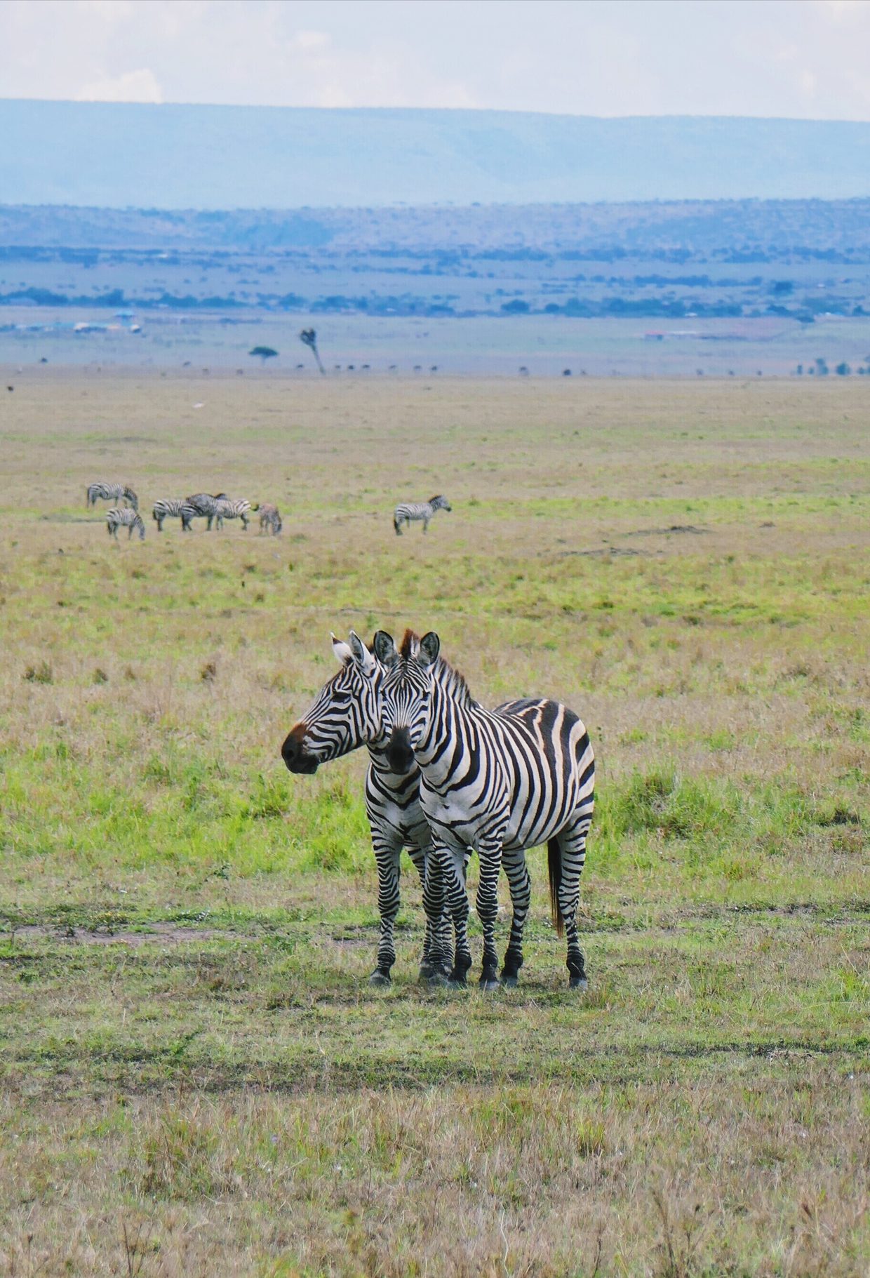 seeproja Masai Marassa