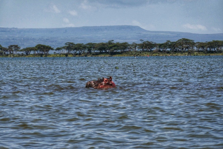 virtahepo Naivashan järvessä