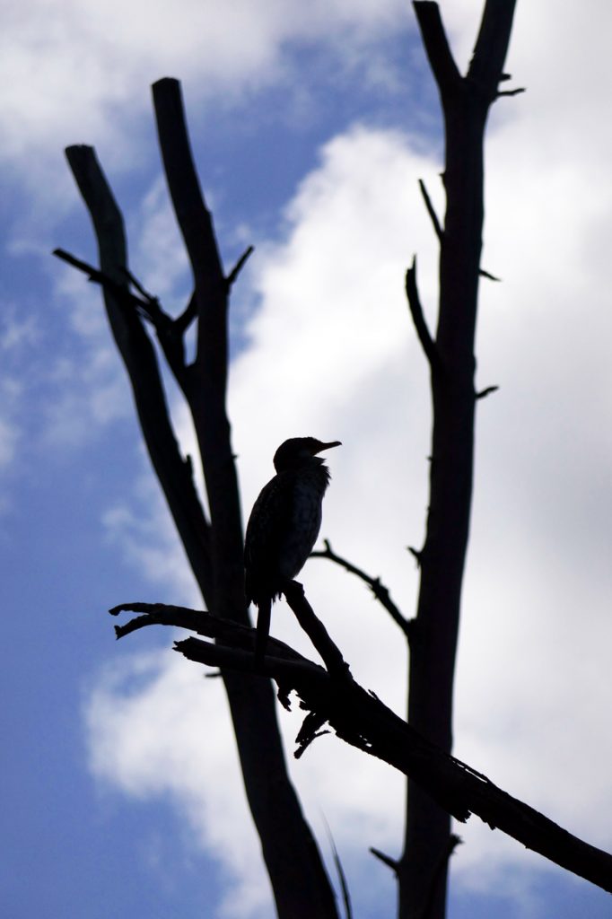 lintu kuolleellan puulla Naivashan järvellä