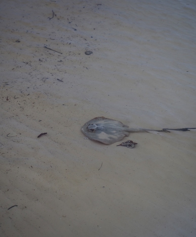 Pieni rausku uiskentelee matalassa rantavedessä Praslinilla